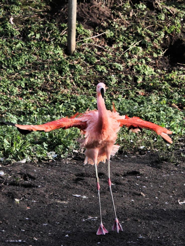 ein blick auf einen flamingo im wasser foto