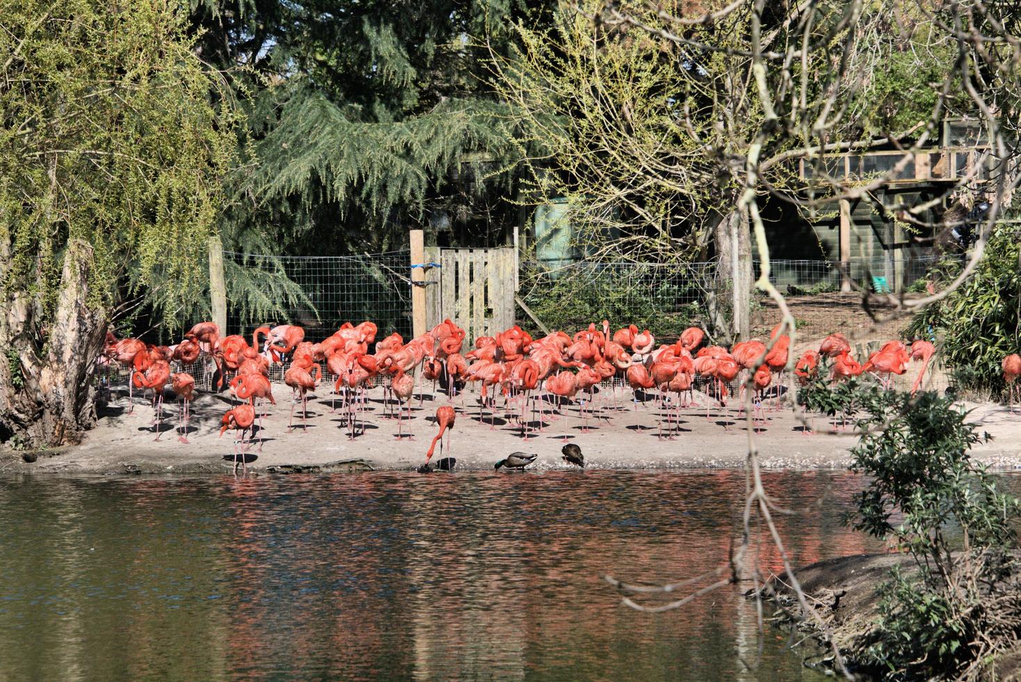 ein Blick auf einen Flamingo foto