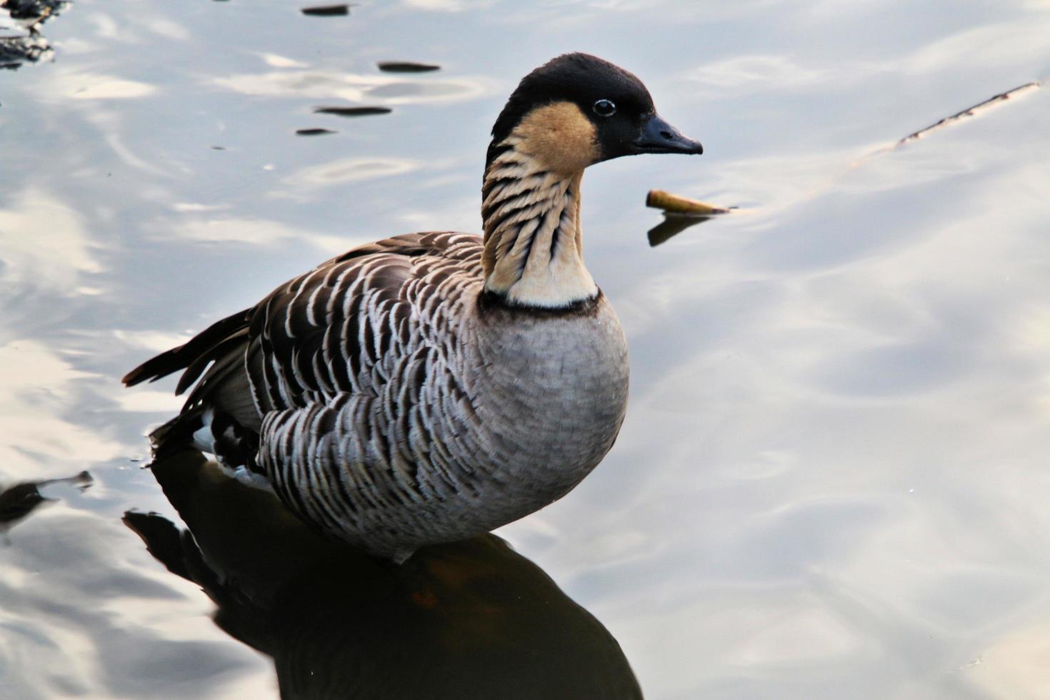 eine Nahaufnahme einer hawaiianischen Gans foto