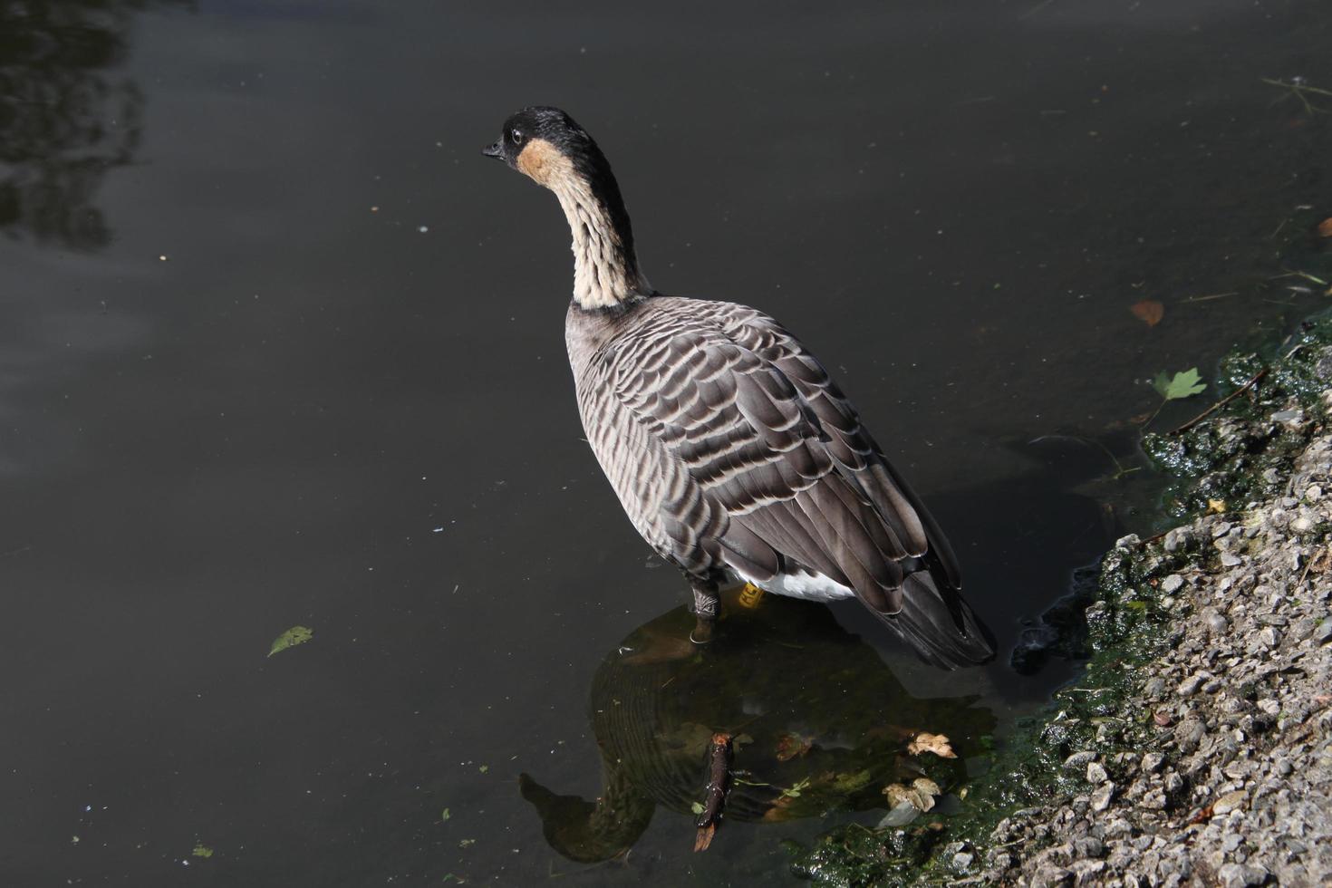 eine Nahaufnahme einer hawaiianischen Gans foto