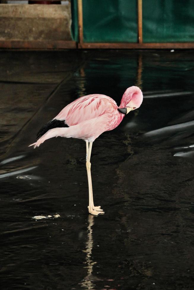 ein blick auf einen flamingo im wasser foto