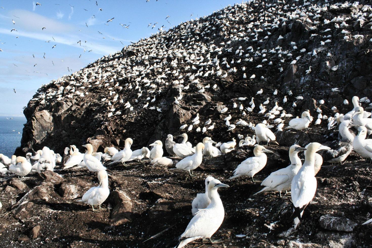 eine nahaufnahme eines tölpels auf bass rock in schottland foto