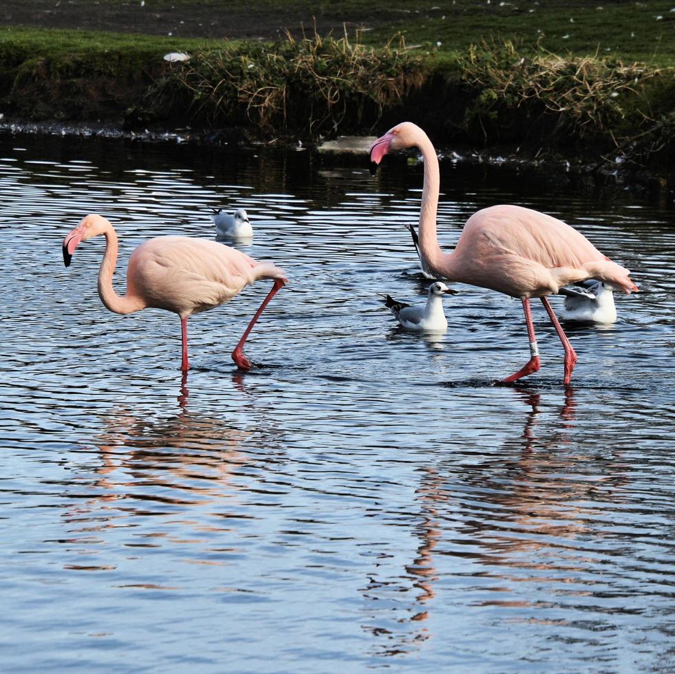 ein blick auf einen flamingo im wasser foto