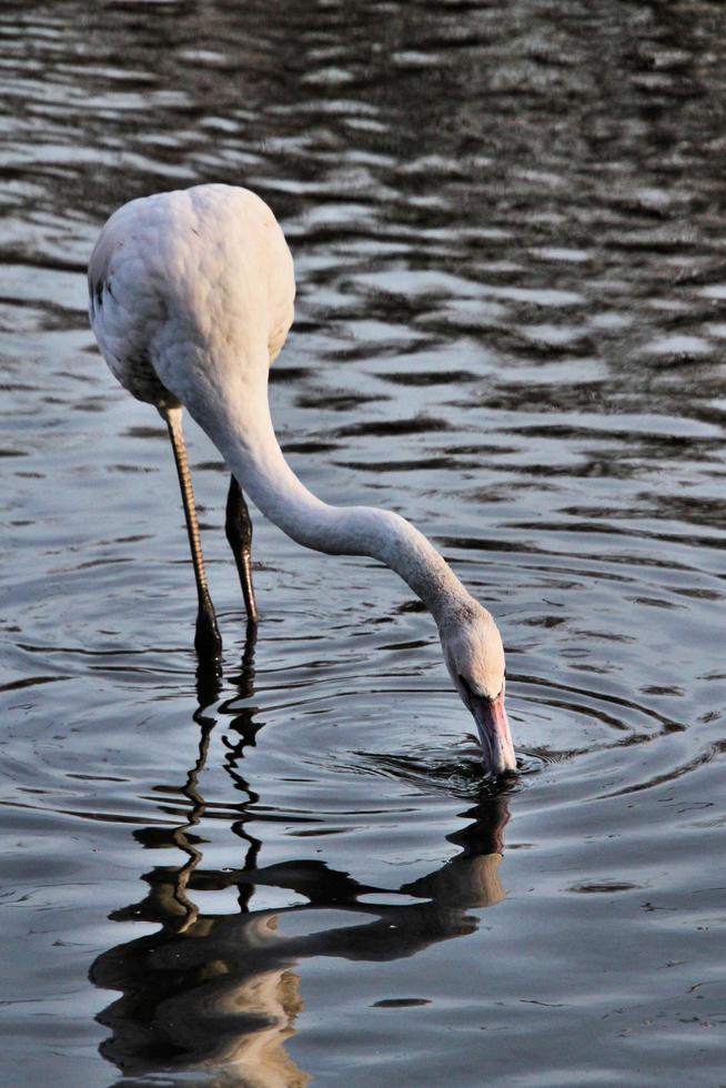 ein Blick auf einen Flamingo foto