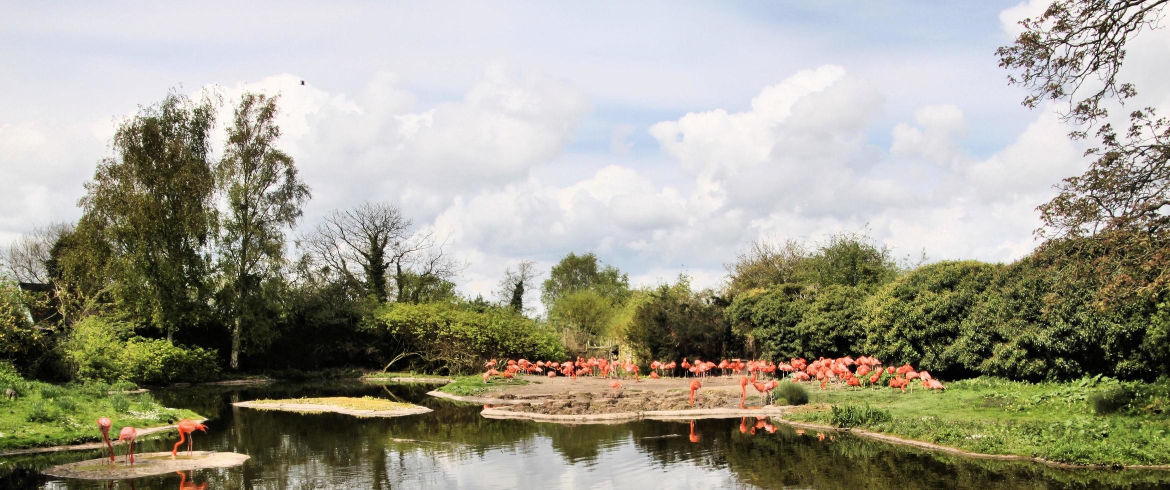 ein Blick auf einen Flamingo foto