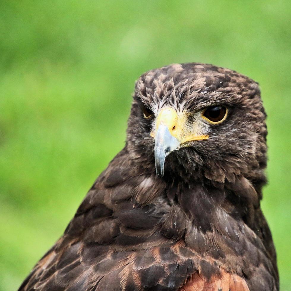 eine Nahaufnahme eines Harris Hawk foto