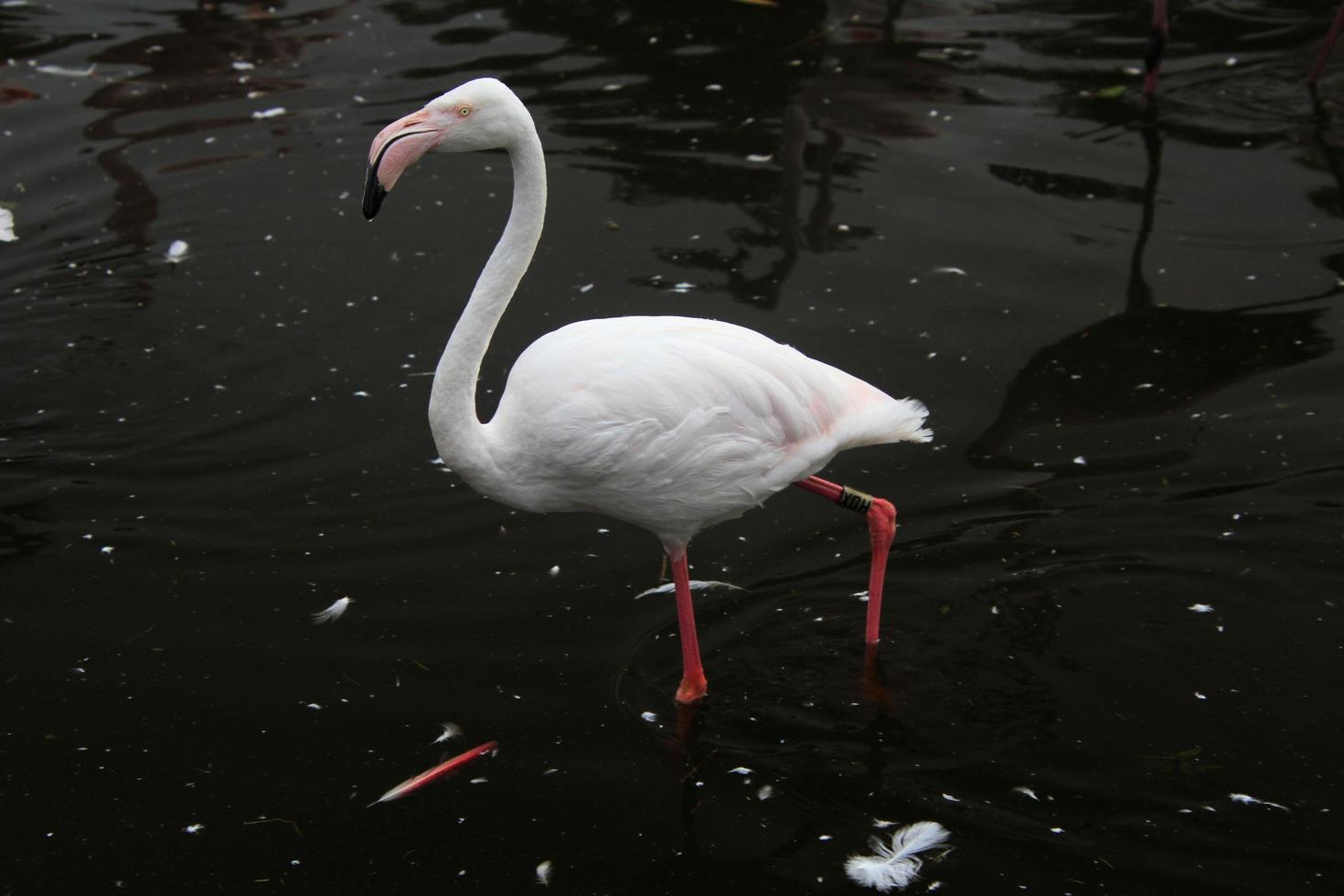 ein blick auf einen flamingo im wasser foto