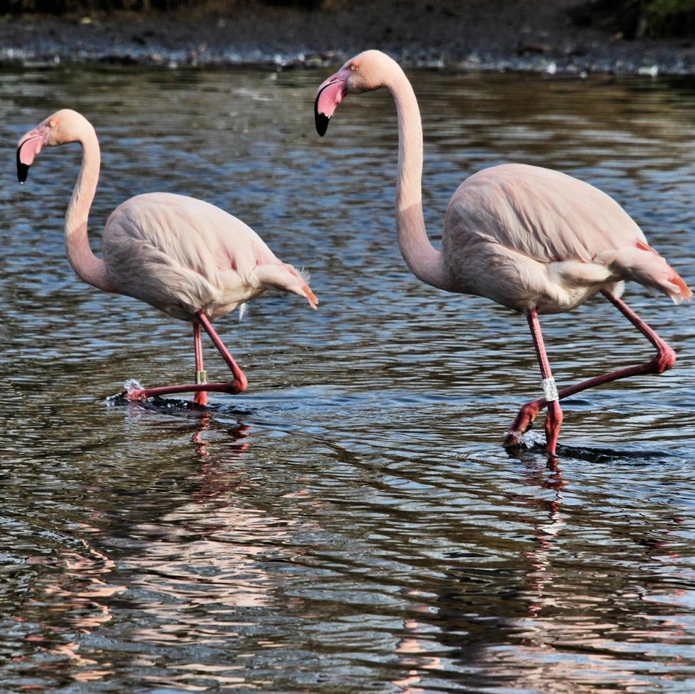 ein blick auf einen flamingo im wasser foto