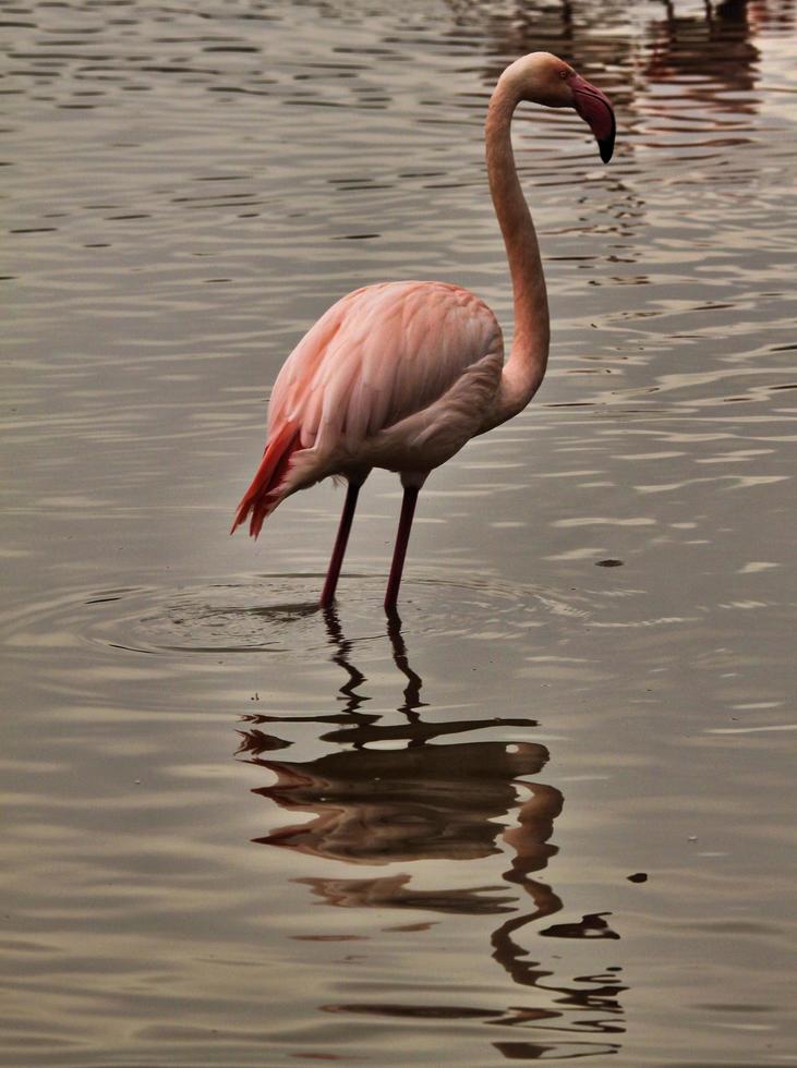 ein Blick auf einen Flamingo foto