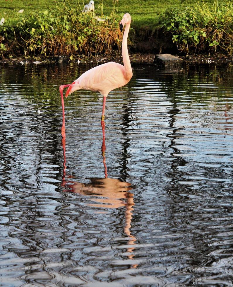 ein Blick auf einen Flamingo foto