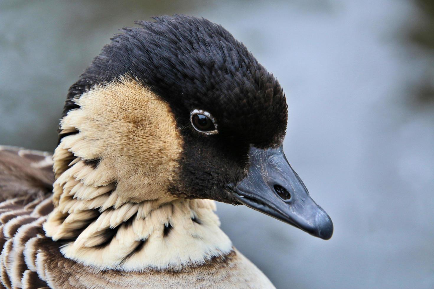 eine Nahaufnahme einer hawaiianischen Gans foto