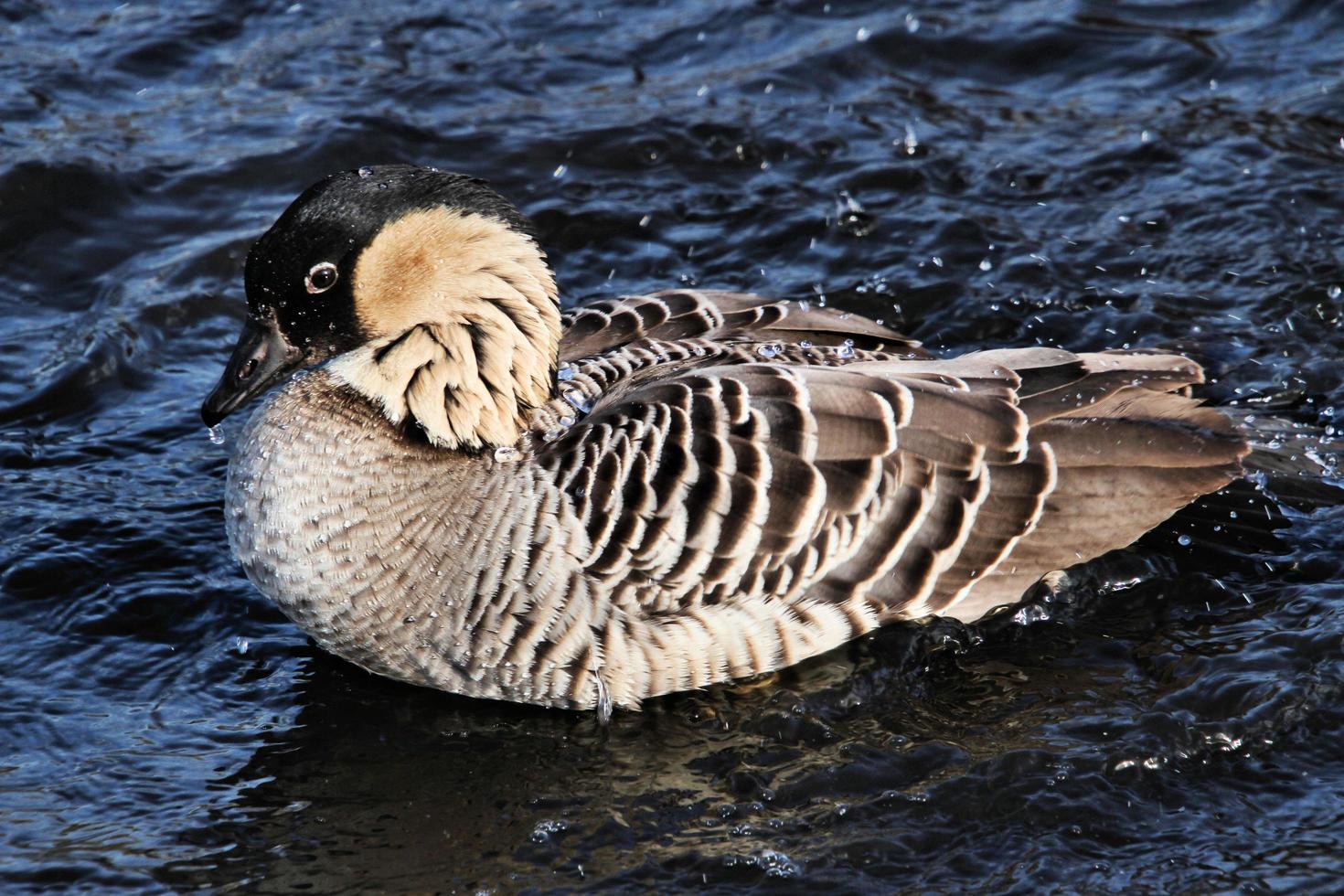 eine Nahaufnahme einer hawaiianischen Gans foto