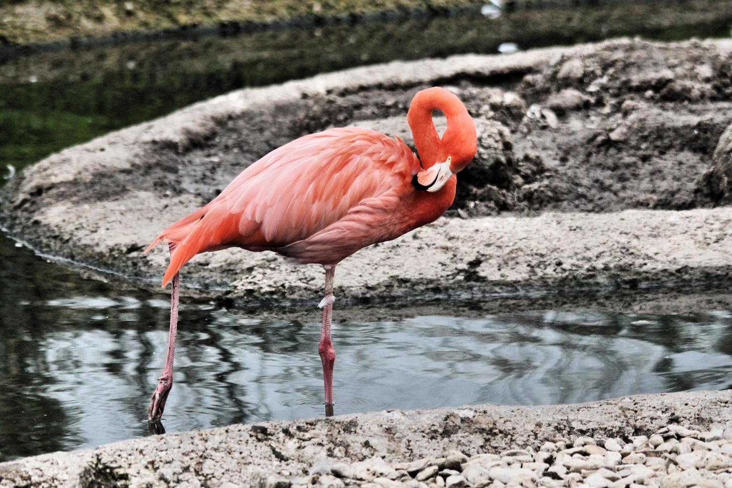 ein Blick auf einen Flamingo foto