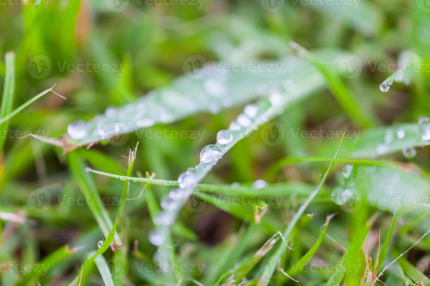 Wassertropfen auf dem Naturhintergrund des grünen Grases foto