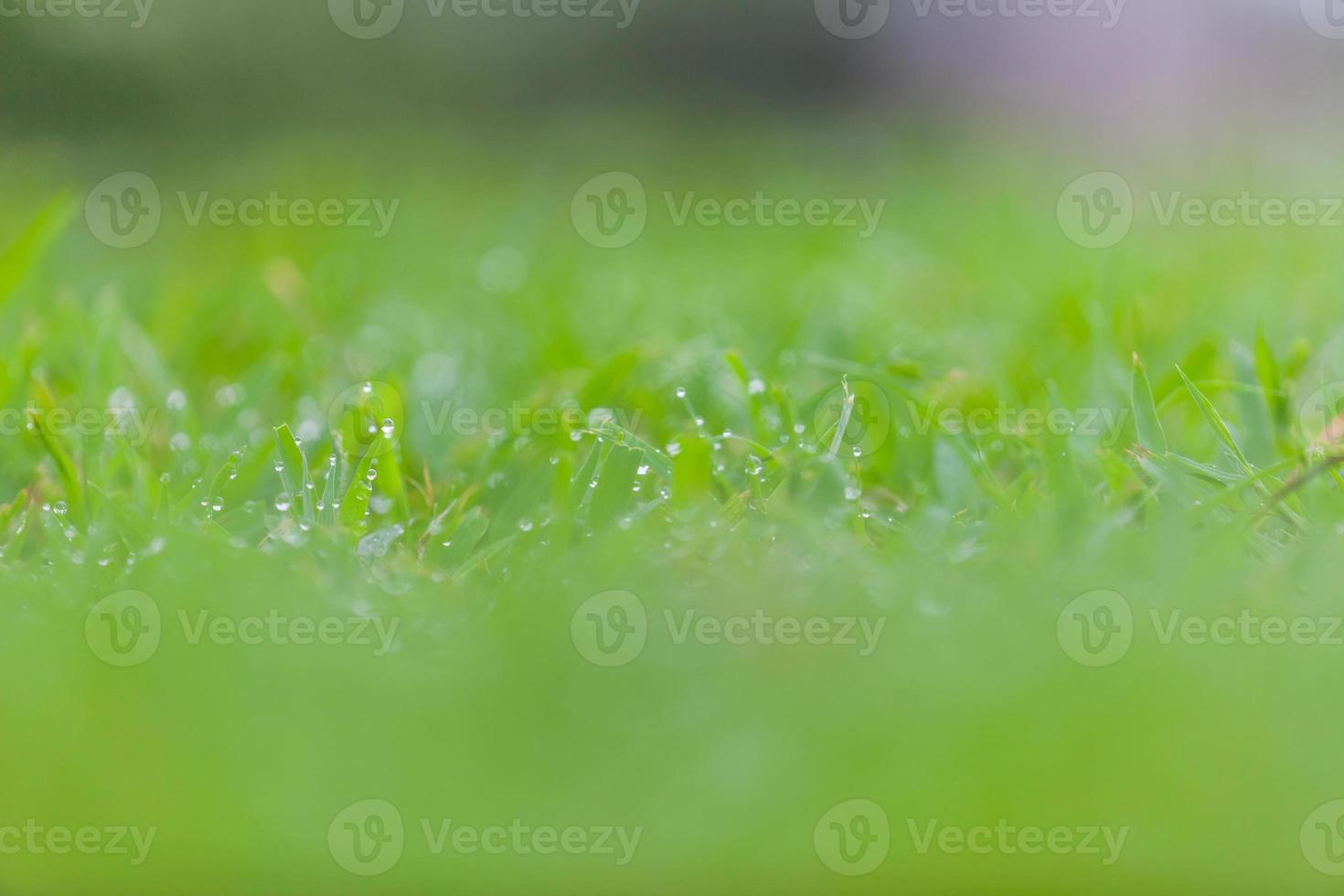 frisches grünes Gras mit Wassertropfen foto