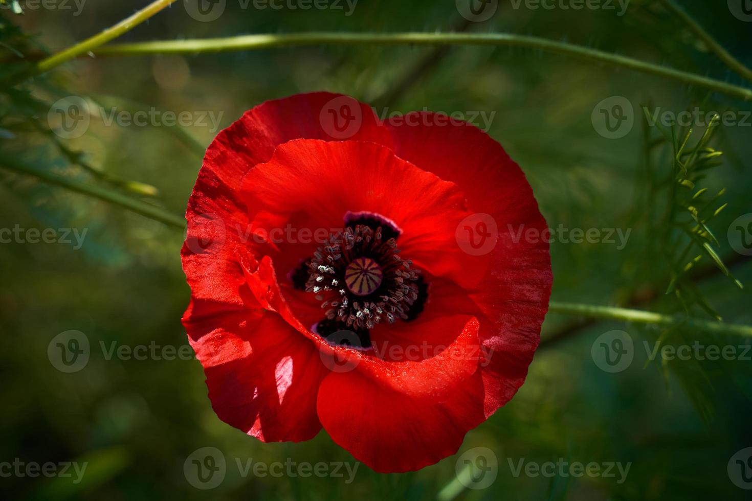 Stimmungsvolle Mohnblumen, große rote Knospen auf dunkelgrünem Hintergrund foto