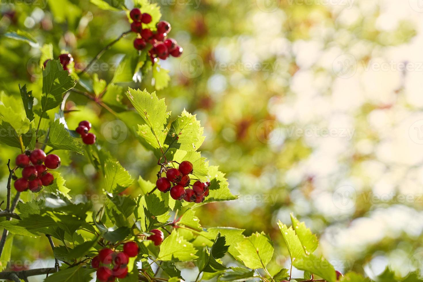 herbst, herbstbanner mit ebereschenzweigen in sonnenuntergangsstrahlen foto