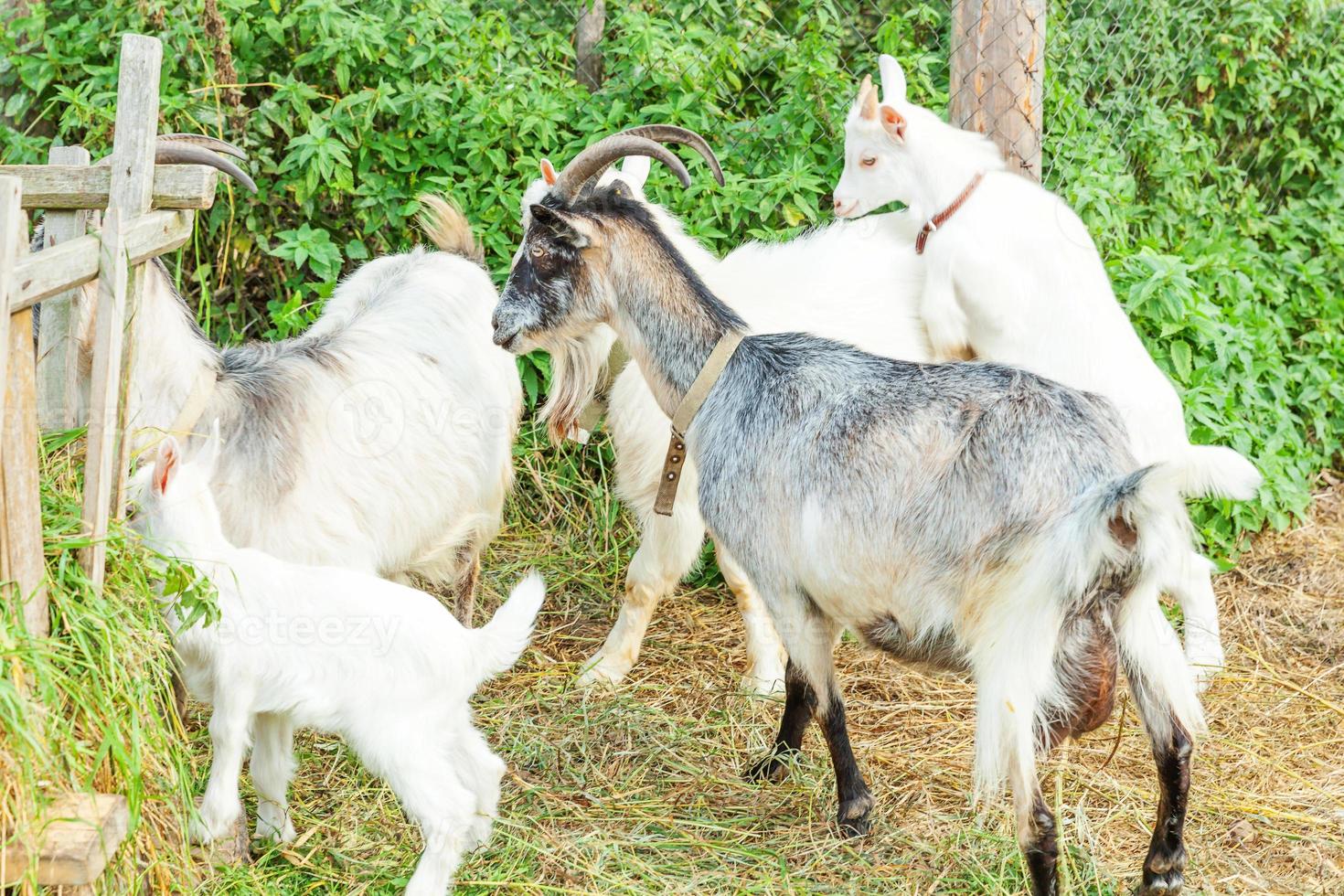 süße kükenziege, die sich im sommertag auf der ranch farm entspannt. Hausziegen, die auf der Weide weiden und kauen, ländlicher Hintergrund. Ziege in natürlicher Öko-Farm wächst, um Milch und Käse zu geben. foto