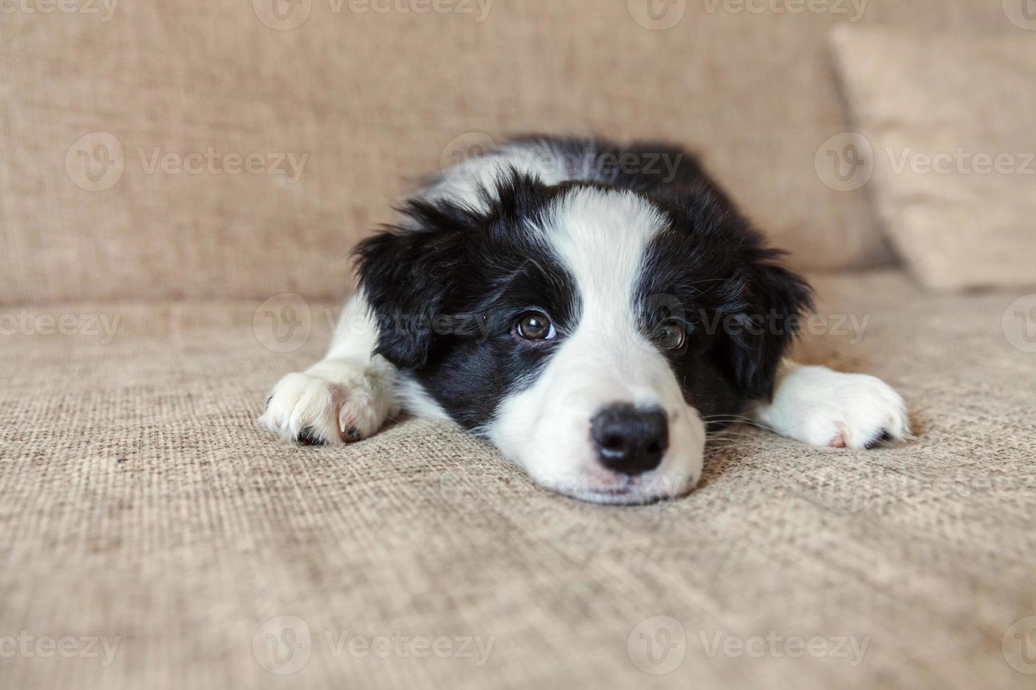 lustiges porträt des süßen, lächelnden welpen-hunde-border-collies zu hause foto
