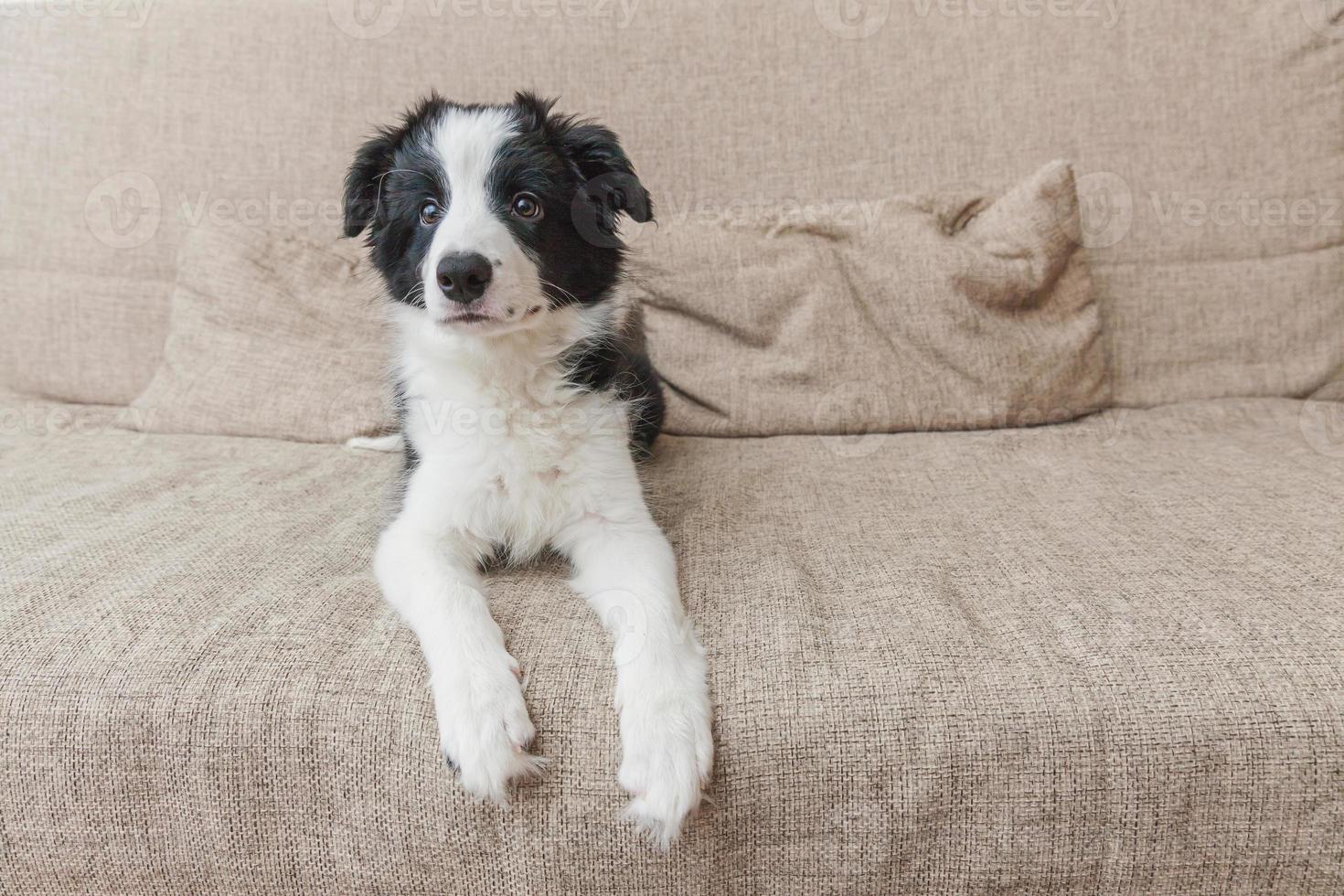 lustiges porträt des süßen, lächelnden welpen-hunde-border-collies auf der couch zu hause. Haustierpflege und Tierkonzept foto