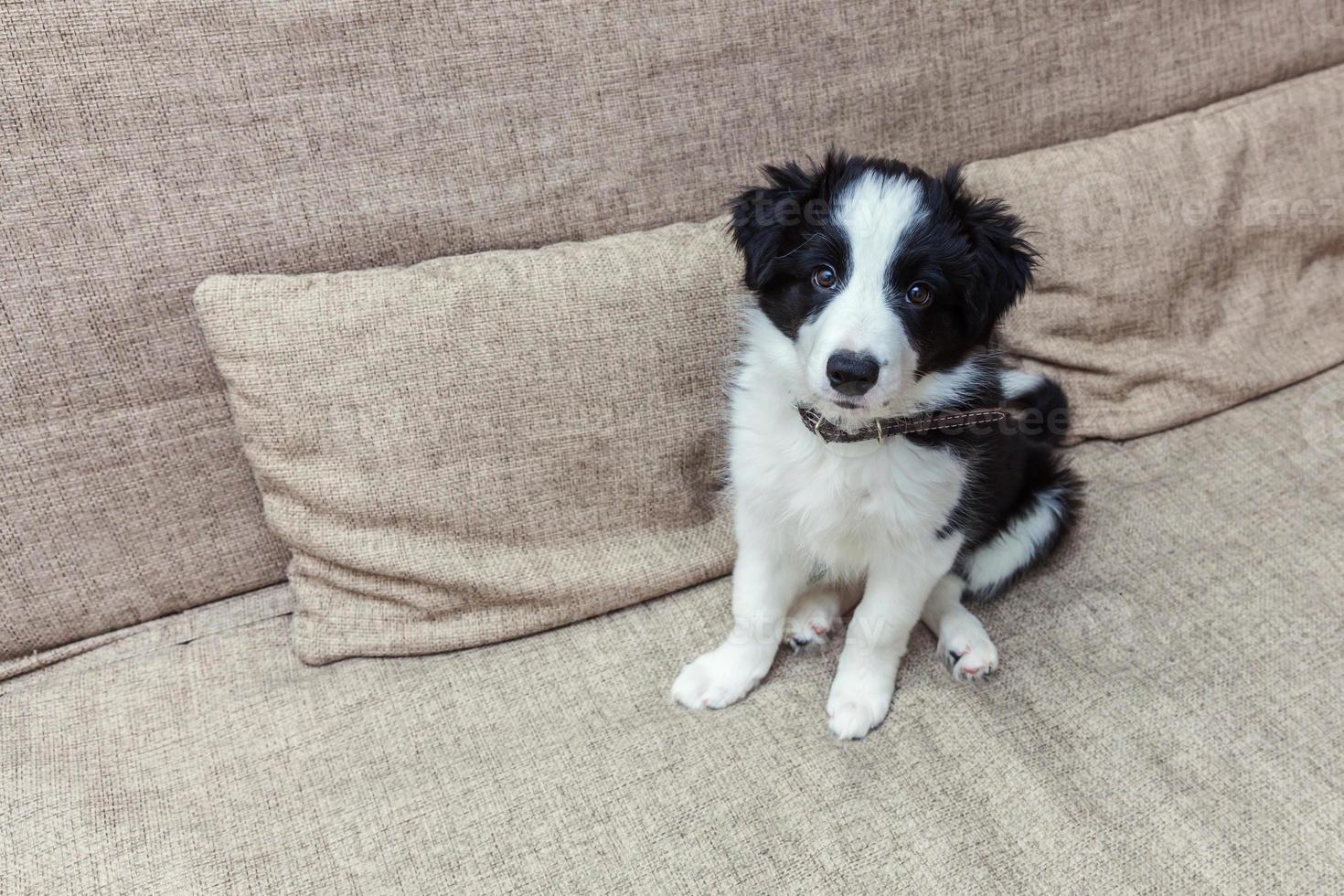 lustiges porträt des süßen, lächelnden welpen-hunde-border-collies zu hause auf der couch, die auf belohnung wartet foto