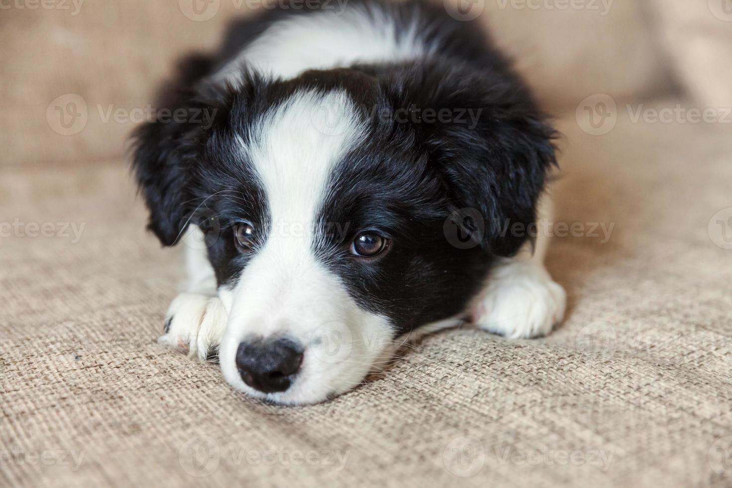 lustiges porträt des süßen, lächelnden welpen-hunde-border-collies zu hause foto