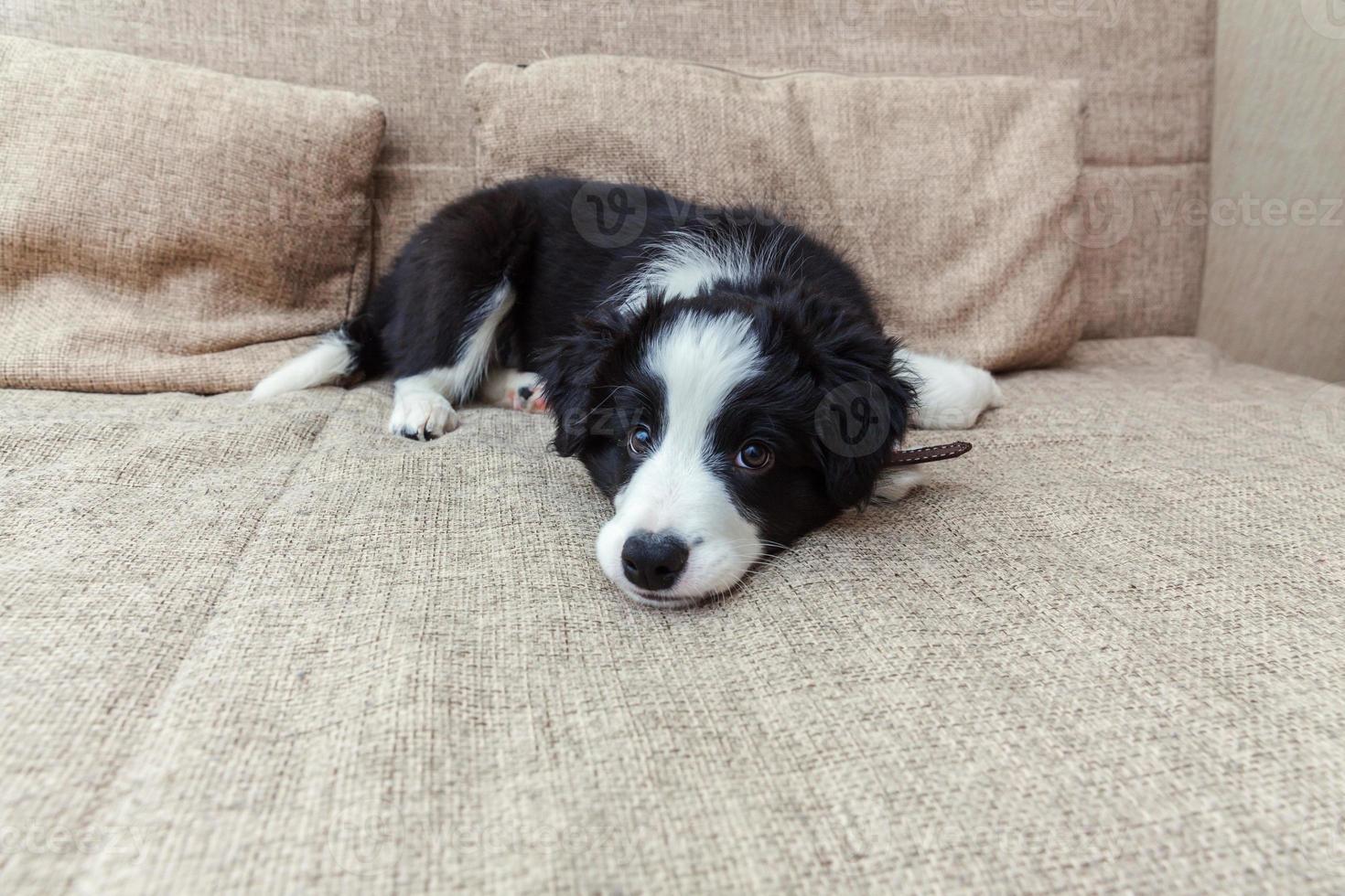 lustiges porträt des süßen, lächelnden welpen-hunde-border-collies zu hause foto