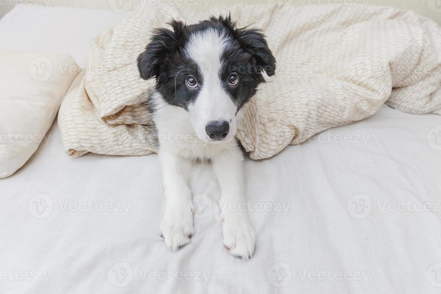 lustiges porträt des süßen, lächelnden welpen-hunde-border-collies im bett zu hause foto