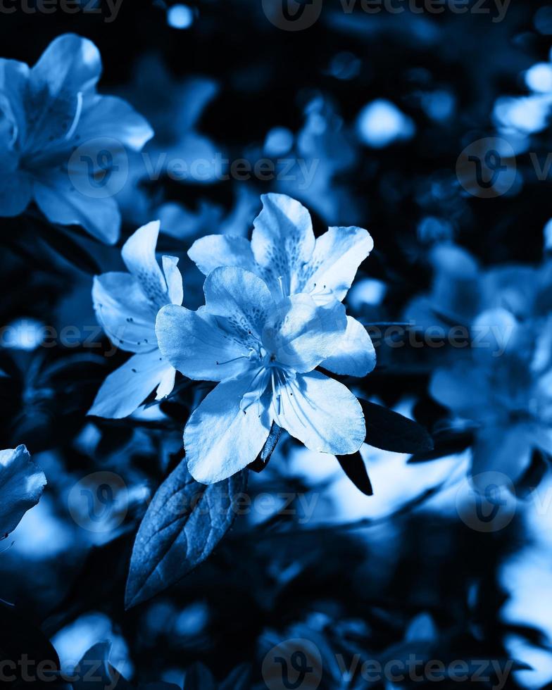 klassisches blaues, getöntes Bild. Stimmungsvolle Azaleenblüten, große Knospen foto