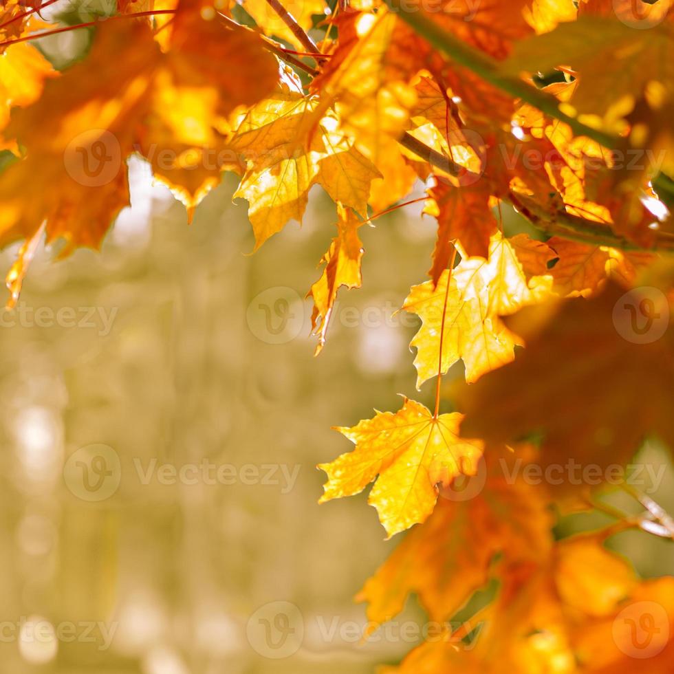 Herbst abstrakter Hintergrund von leuchtend gelben und roten Blättern foto