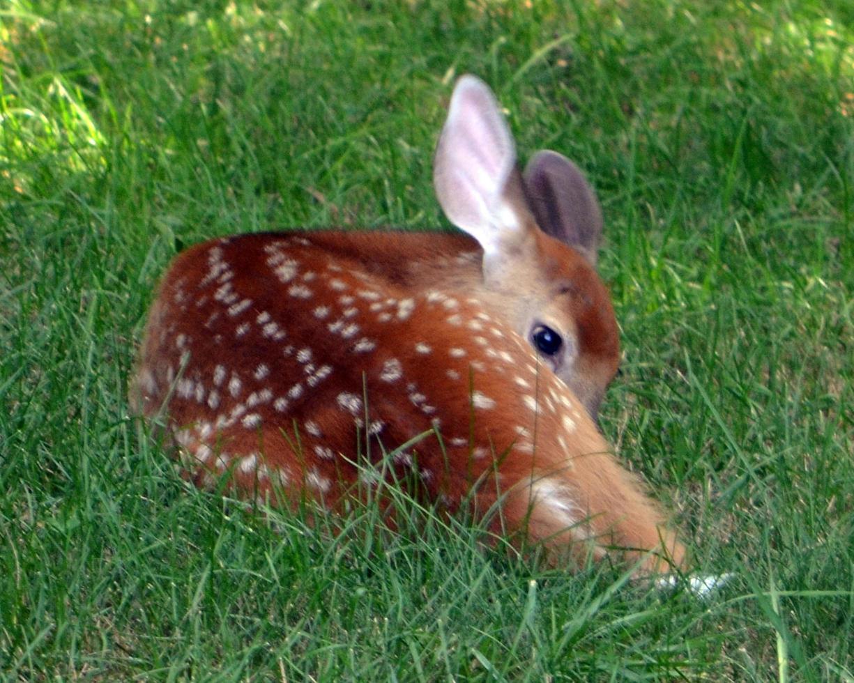 Babyhirsche, die im Gras liegen foto