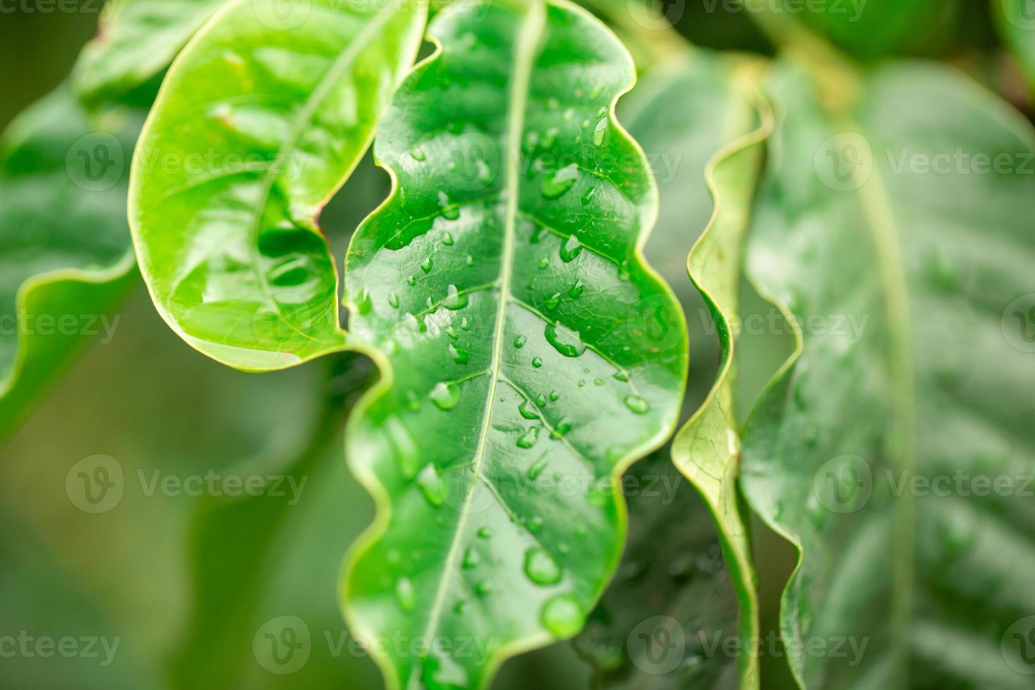 grüne Blätter. Arabica-Kaffeepflanze isoliert auf schwarz foto
