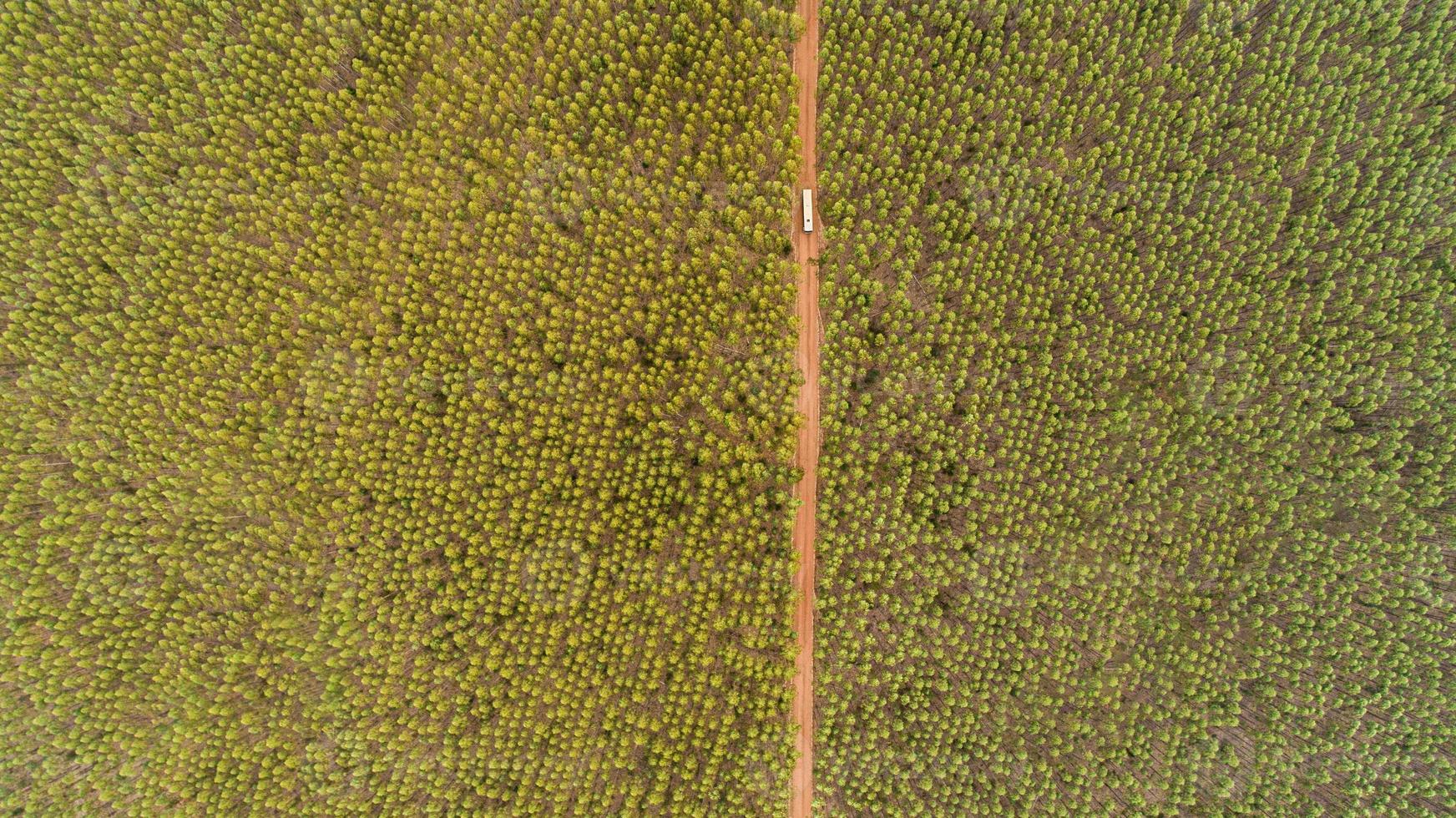 Plantage von Eukalyptusbäumen, Ansicht von oben. Eukalyptuswald. foto