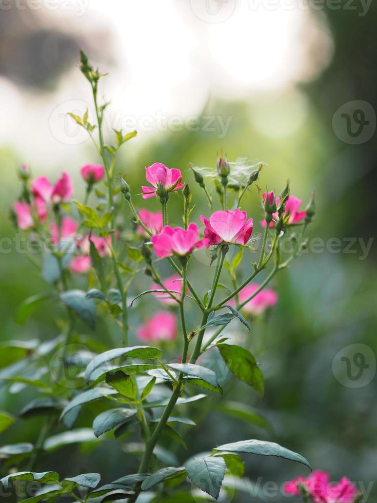 rosa rosenfarbe blume, die im garten blüht, verschwommen vom naturhintergrund, kopierraumkonzept für textdesign im vorderen hintergrund für banner, karte, tapete, webseite, grußkarte valentinstag foto