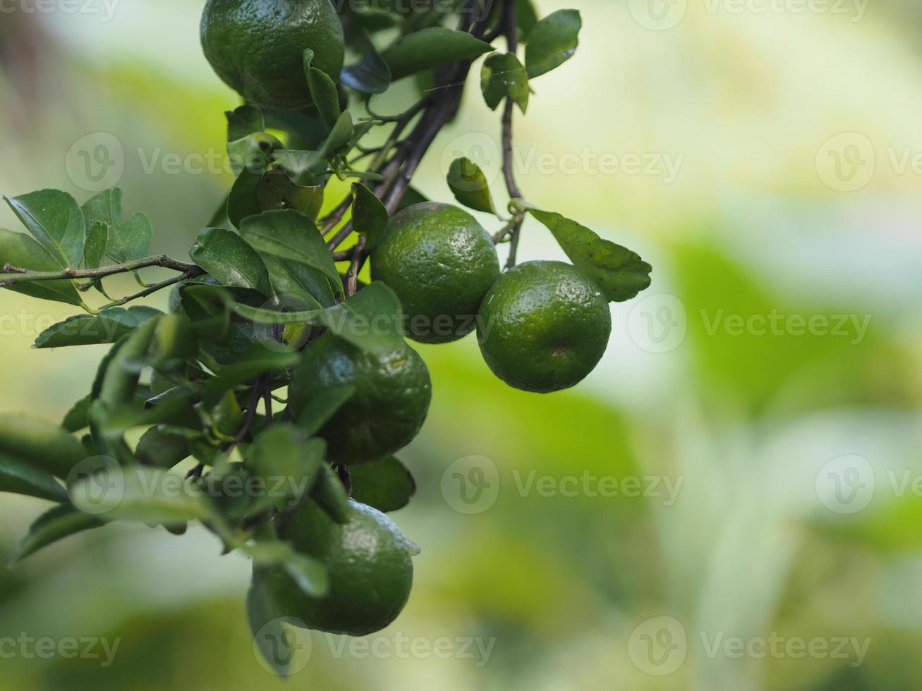 Zitrus-Orangenfrucht-Sauerbaum auf Naturhintergrund foto