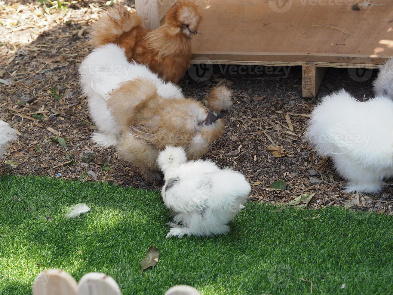 chick silkie hähnchenfell ähnelt einem weichen seidenfaden mit pelzigem aussehen, tierweiß und schwarz foto