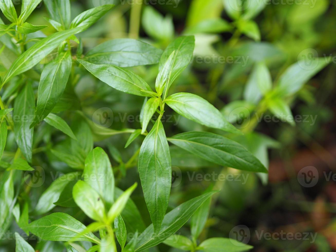 King of Bitters Scientific Andrographis Paniculata Burm, Wand. ex nees, fah talai jhon, thailändische kräuter lindern halsschmerzen, reduzieren fieber, erhitzen die kalten grünen blätter gemüse natur coronavirus covid19 foto