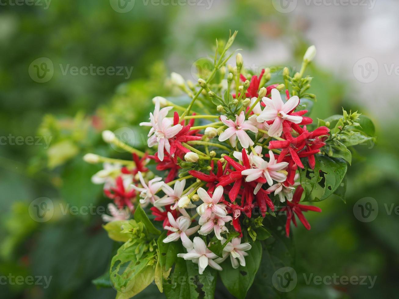 Rangun-Kriechpflanze, chinesischer Honig-Säugling, Drunen-Seemann, Combretum indicum defilipps Name rote rosa und weiße Blume, die im Garten auf verschwommenem Naturhintergrund blüht foto