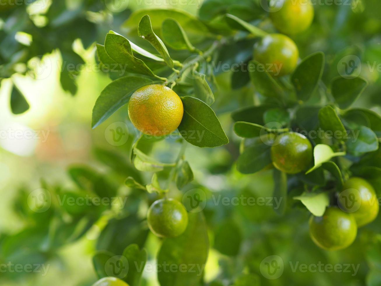 Zitrusorangenfrucht Sauerbaum auf Naturhintergrund, Kumquats, Kumquats Zitrusfrüchte Japonica Thunb foto