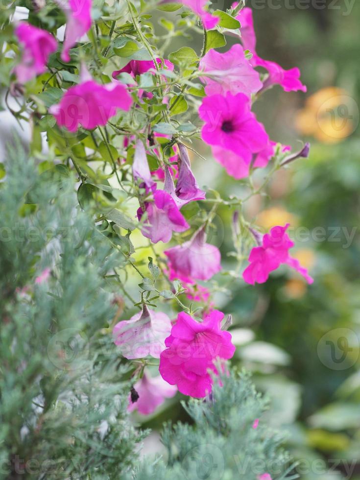 Welle dunkelrosa Kaskadenfarbe, Familienname Solanaceae, wissenschaftlicher Name Petunia Hybrid vilm, große Blütenblätter, einschichtige Grandiflora-Einzelblume, die im Garten auf verschwommenem Naturhintergrund blüht foto