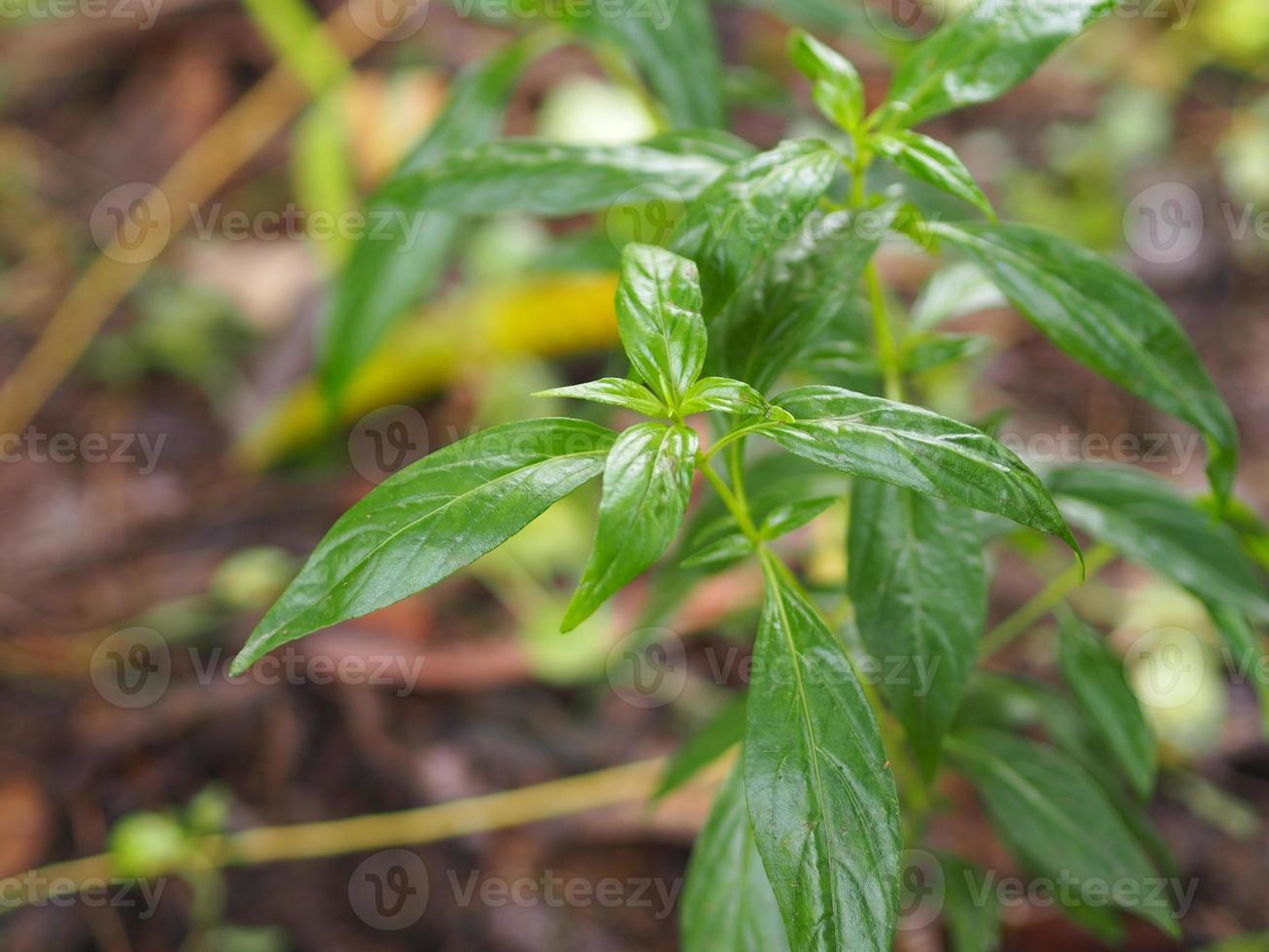 King of Bitters Scientific Andrographis Paniculata Burm, Wand. ex nees, fah talai jhon, thailändische kräuter lindern halsschmerzen, reduzieren fieber, erhitzen die kalten grünen blätter gemüse natur coronavirus covid19 foto