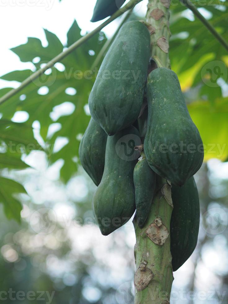 papaya grüner obstgemüsebaum, der im garten auf naturhintergrund blüht, carica papaya l foto