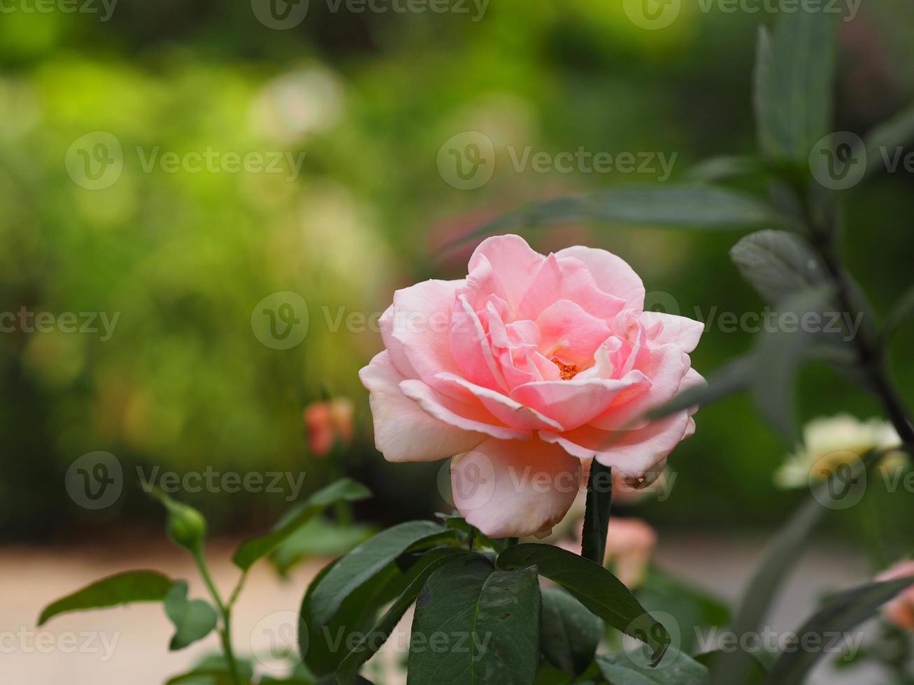 rosa farbe blume, die im garten blüht, verschwommen vom naturhintergrund, kopierraumkonzept für textdesign im vorderen hintergrund für banner, karte, tapete, webseite, grußkarte valentinstag foto