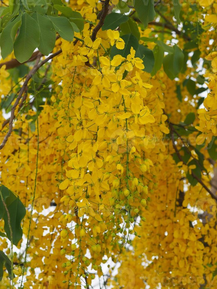 cassia fistula, goldregenbaum gelbe blume blüht schönen blumenstrauß im garten verschwommen vom naturhintergrund foto