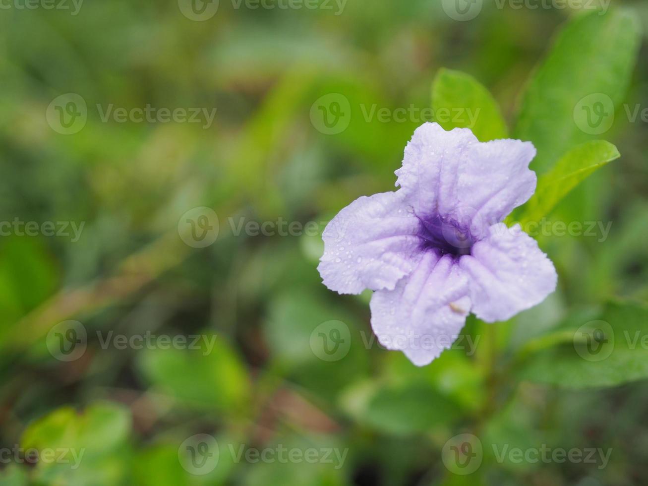 waterkanon watrakanu minnieroot eisenwurzel, fieberwurz, popping pod, crackerpflanze trai-no, toi ting acanthaceae, britton wild, mexikanische bluebell petunia violetter blumengarten naturhintergrund foto