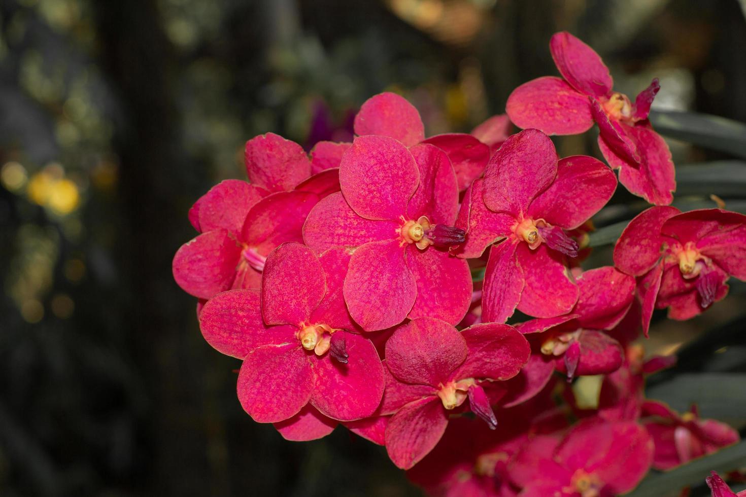 frühlingsrote orchideen blühen auf dunklem hintergrund. orchideenblumen, die tagsüber auf einer ausstellung in thailand aufgenommen wurden. selektiver fokus. foto