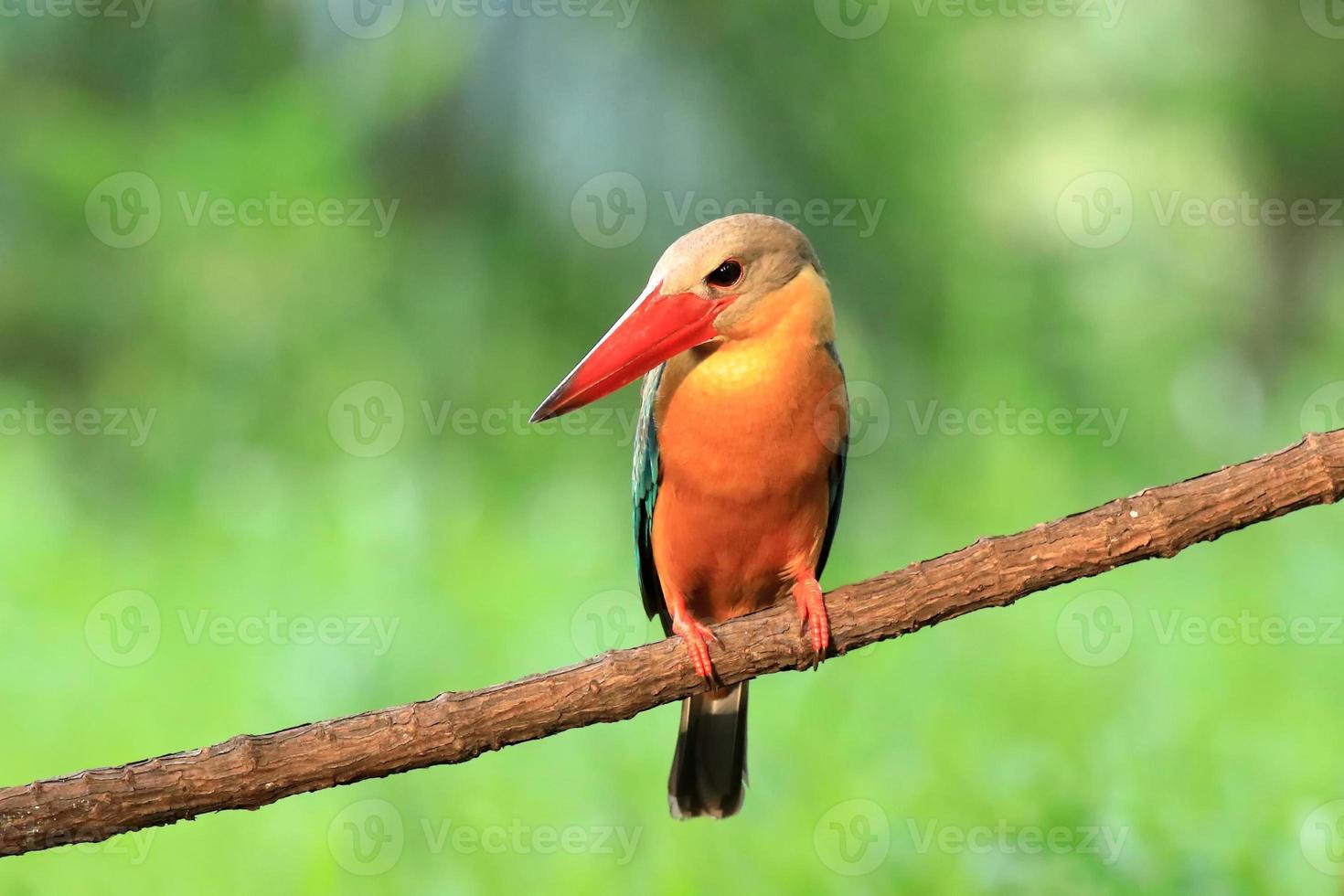 Storch berechneter Eisvogel, der auf dem Zweig in Thailand hockt. foto