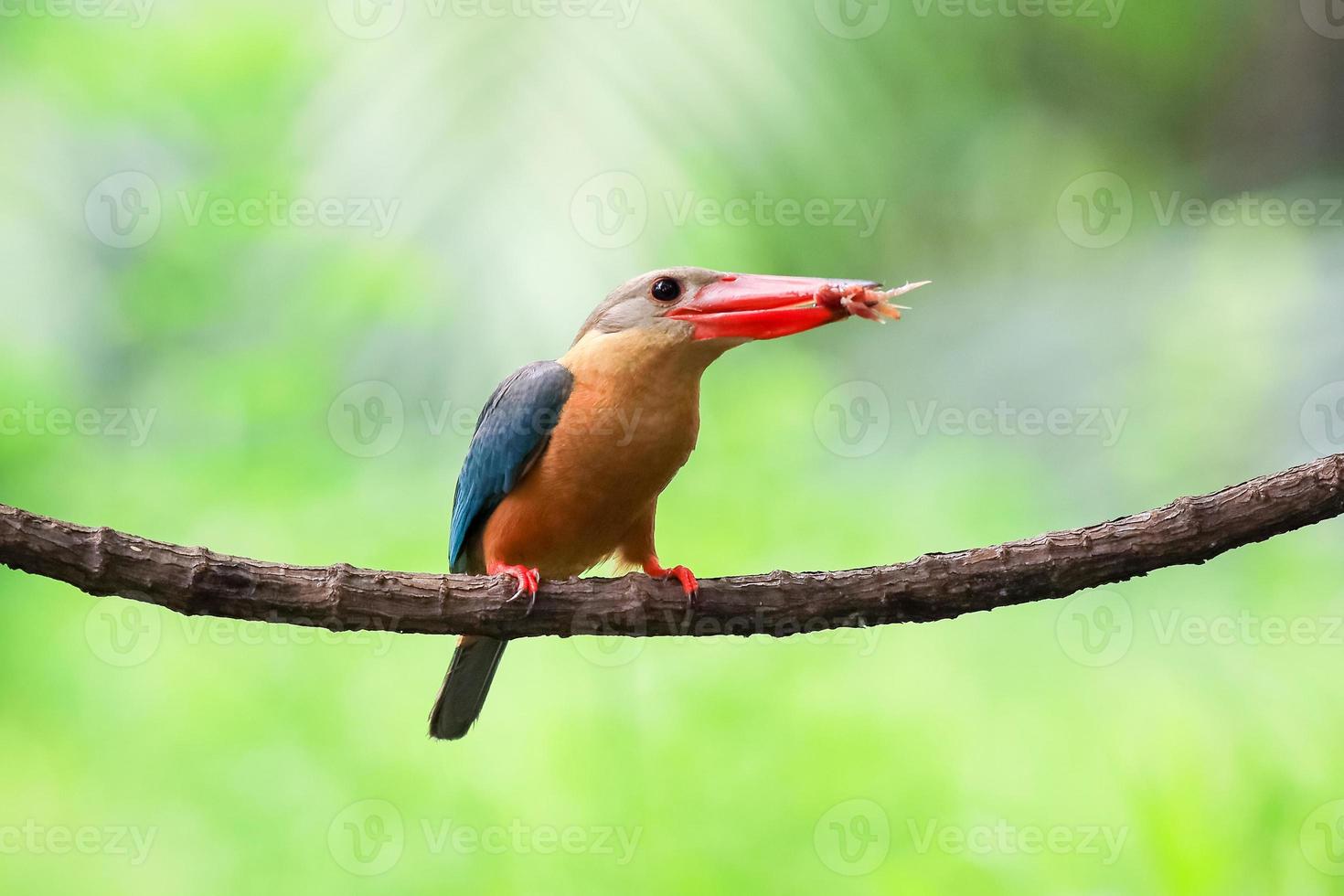 Storchschnabel-Eisvogel mit Fisch im Schnabel auf dem Ast in Thailand. foto