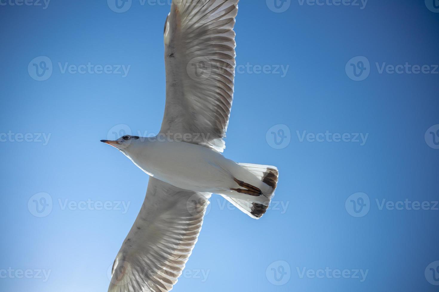 Möwe am Himmel in Thailand foto