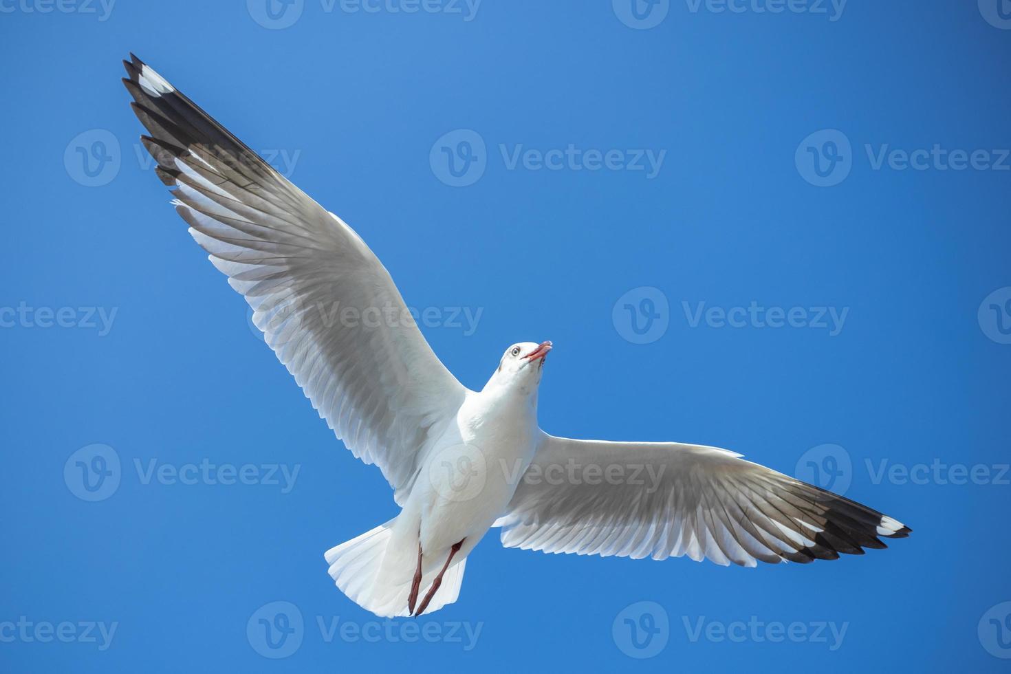 Möwe am Himmel in Thailand foto